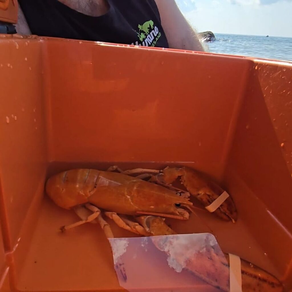 orange lobster in a plastic container