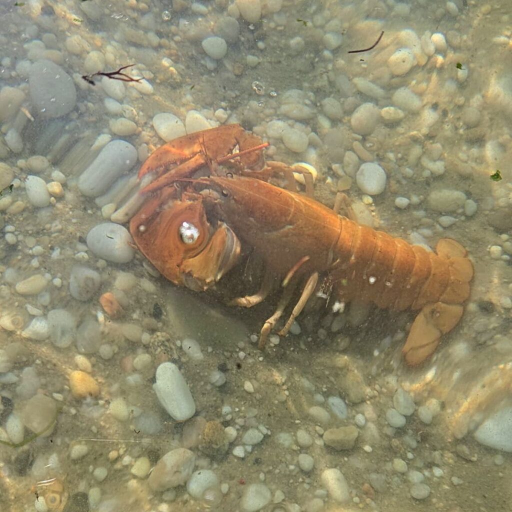 orange lobster in the water