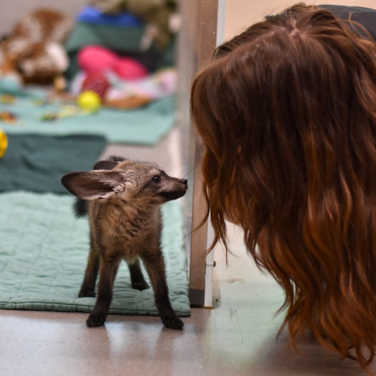 owner and bat-eared puppy