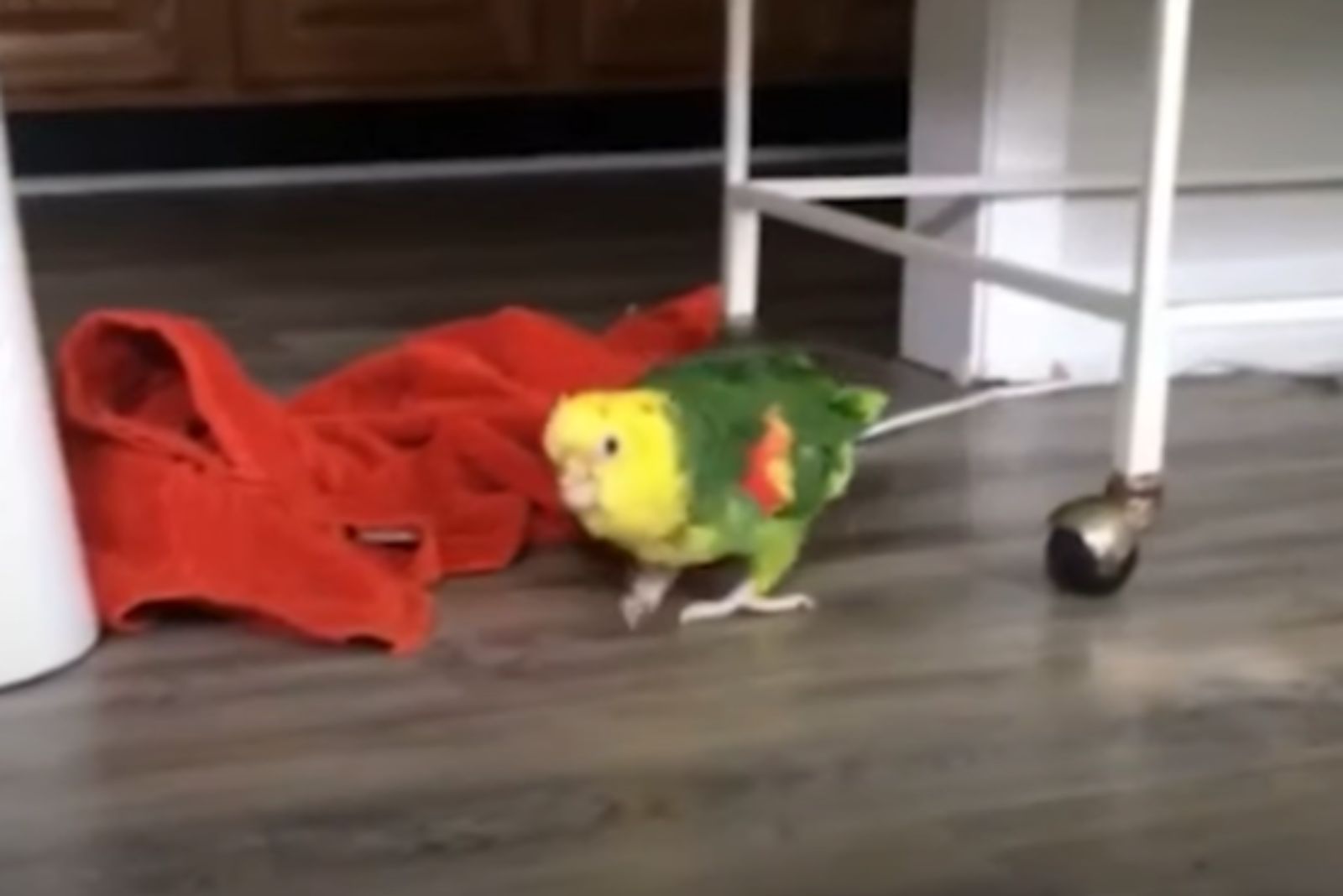 parrot next to a red blanket