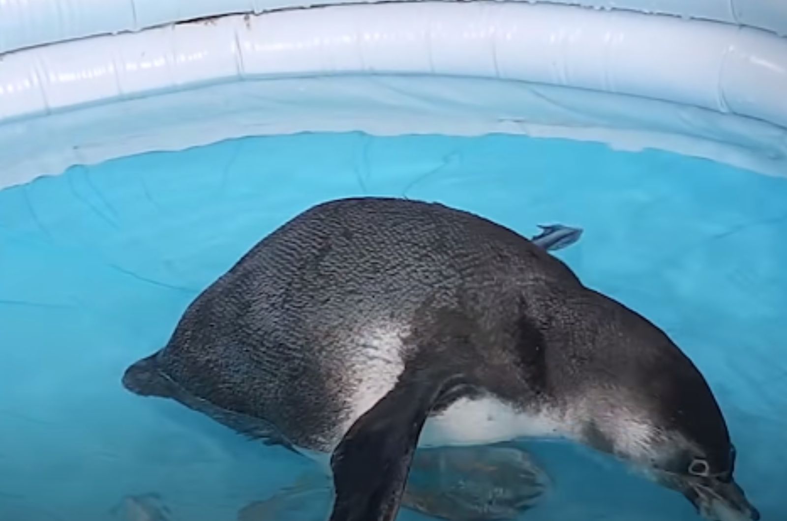 penguin in the pool