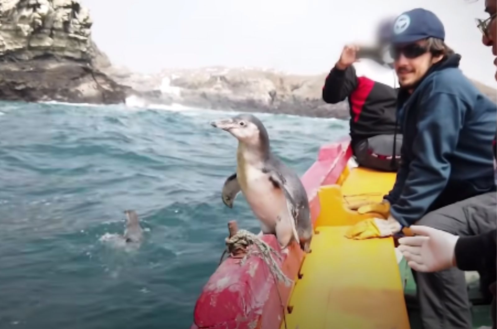 penguin on the boat