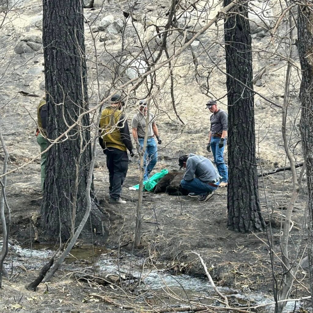 people help the bear