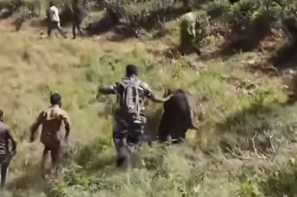 people in the field rescue the baby elephant