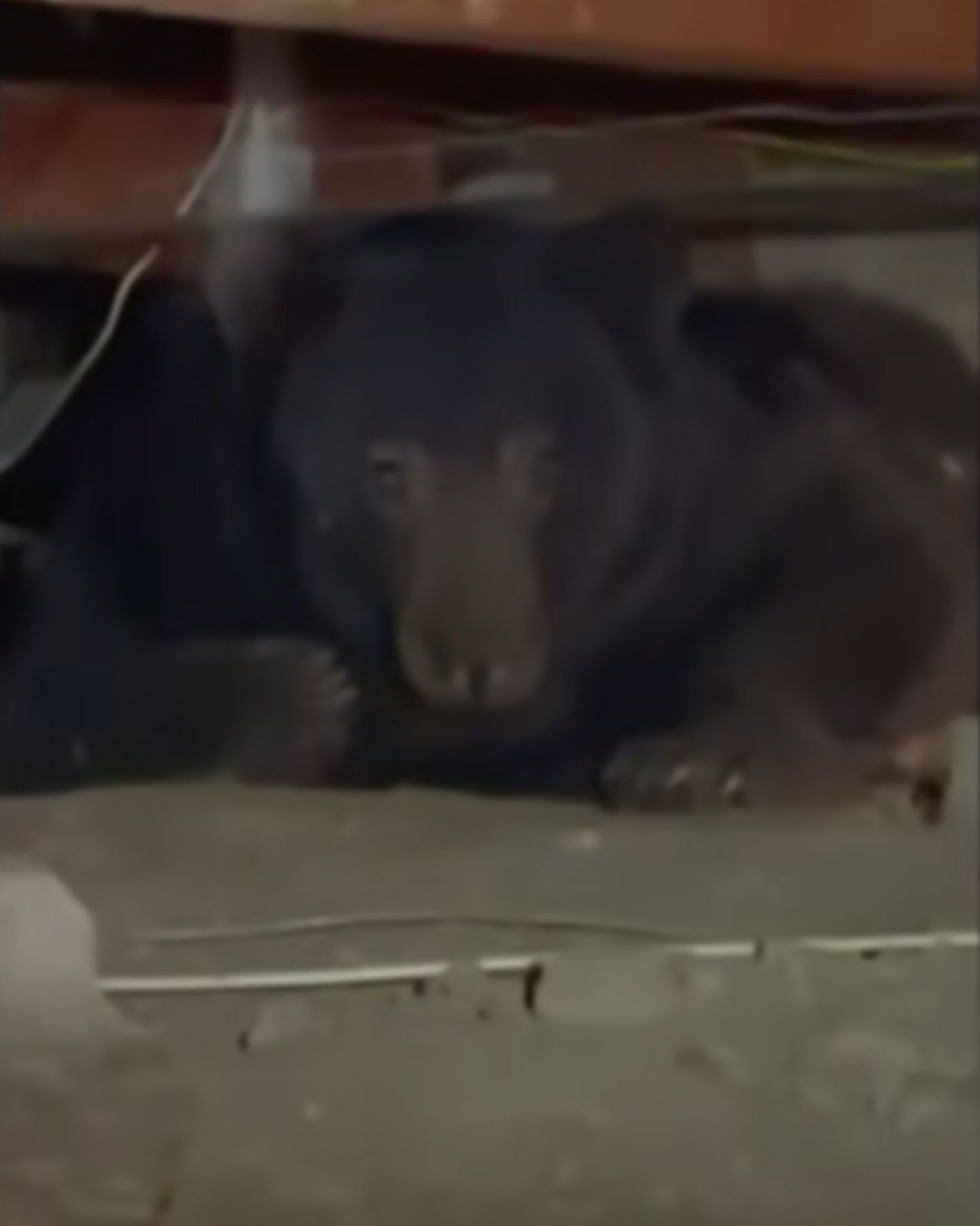 photo of a bear