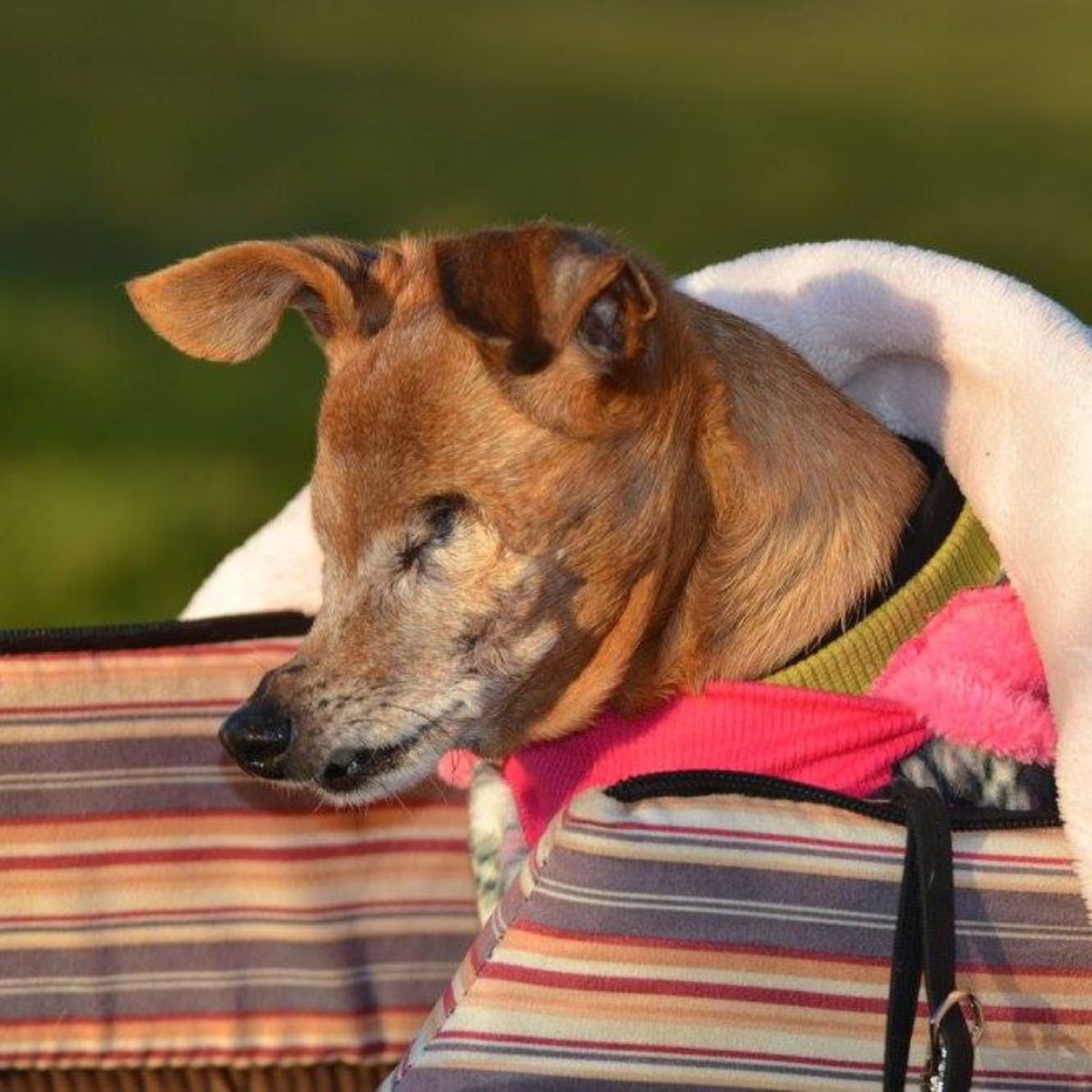 photo of a blind dog