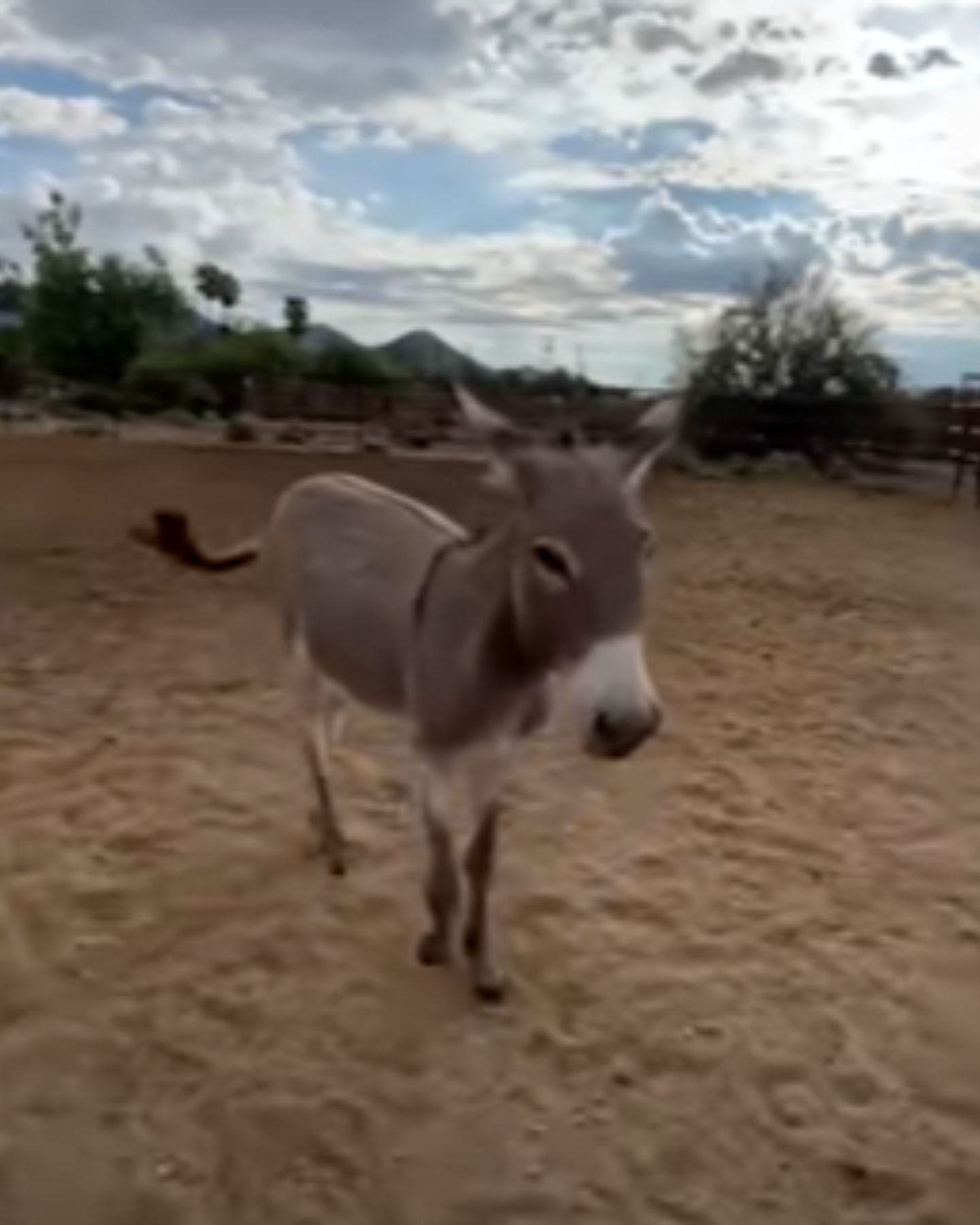 photo of a donkey