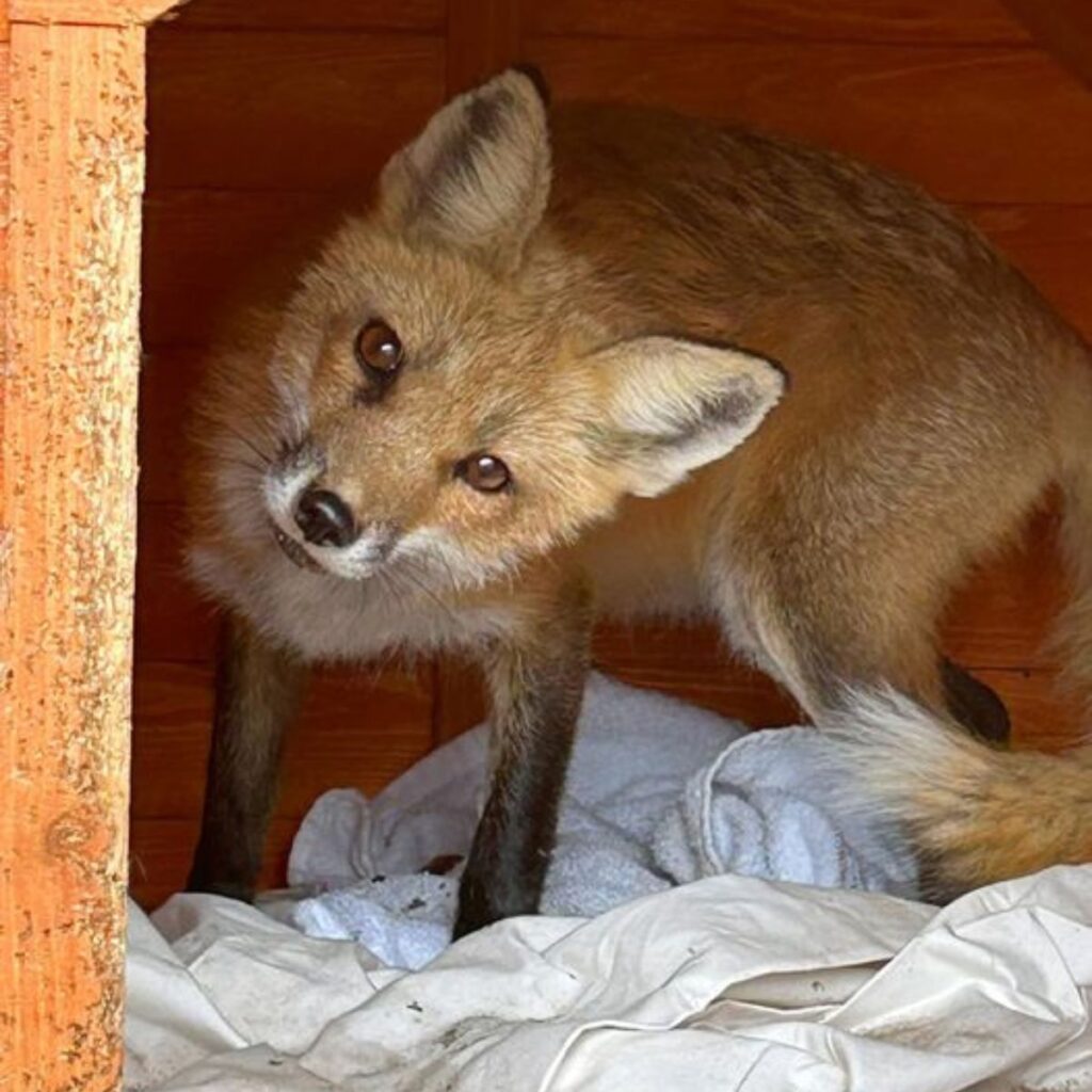 Lonely Rescue Fox’s Heart Heals When Three Orphaned Furbabies Enter Her ...