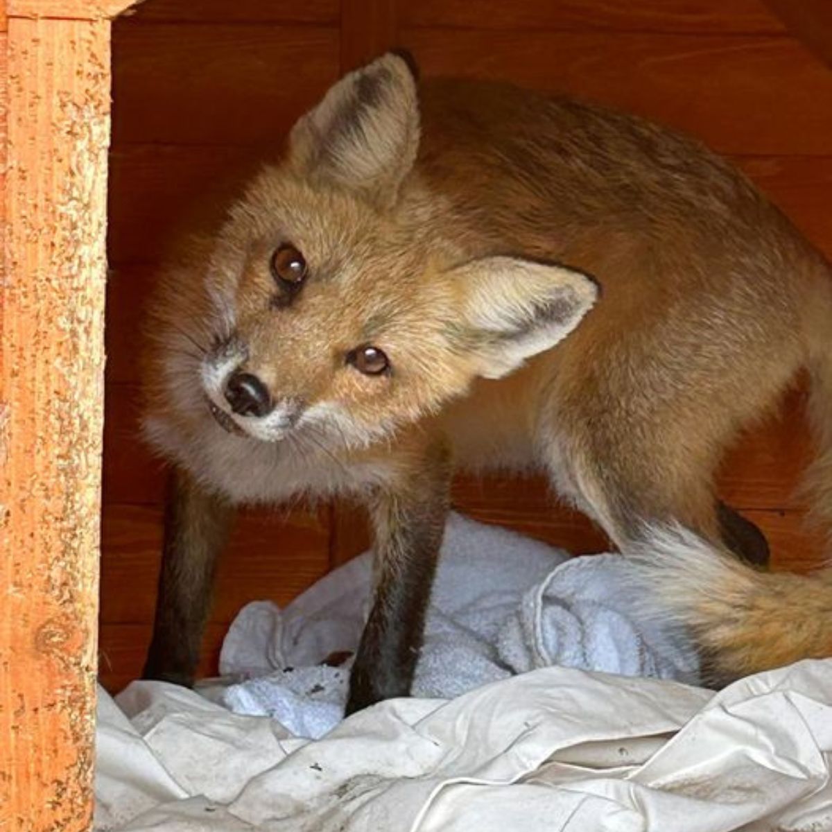 photo of a fox