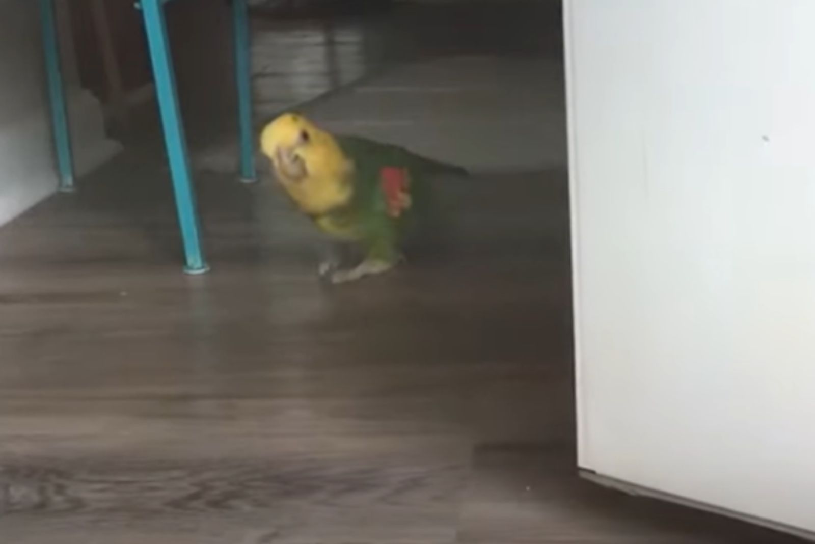 photo of a parrot on the floor