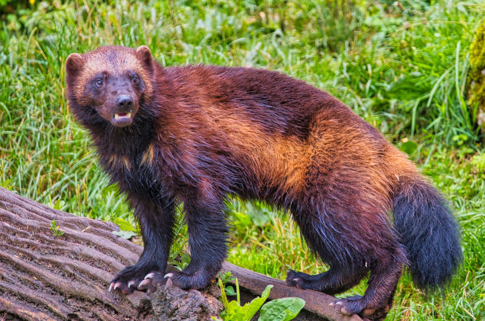 photo of a wolverine