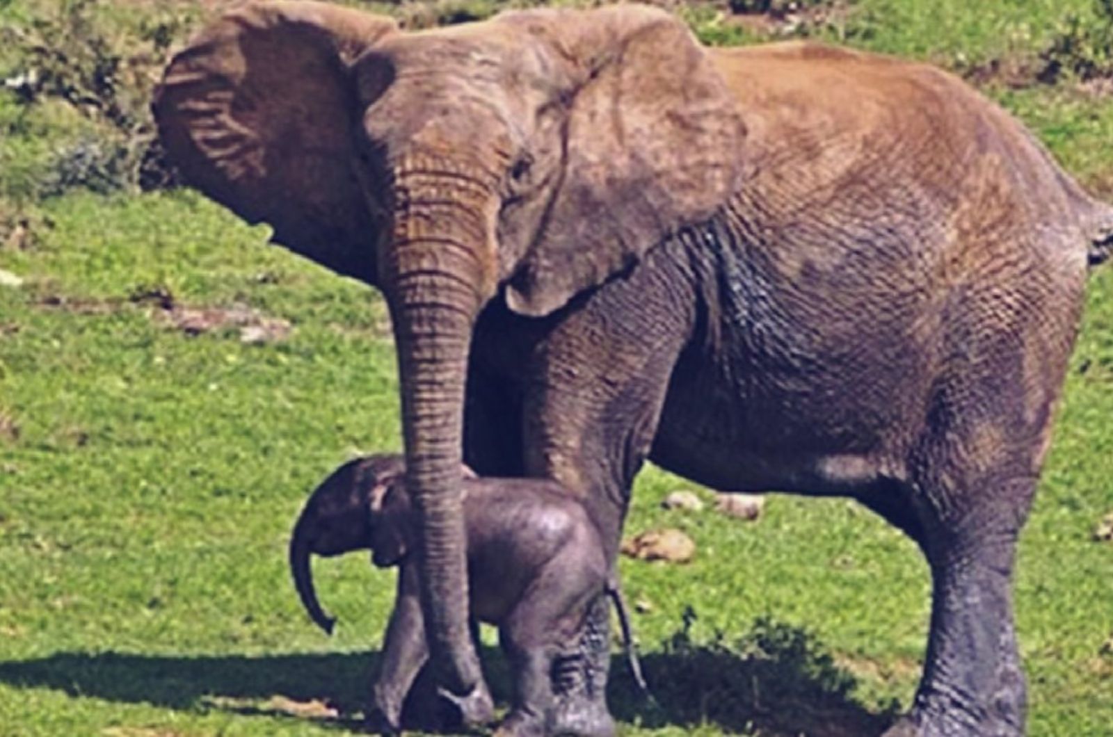 photo of baby elephant with mom