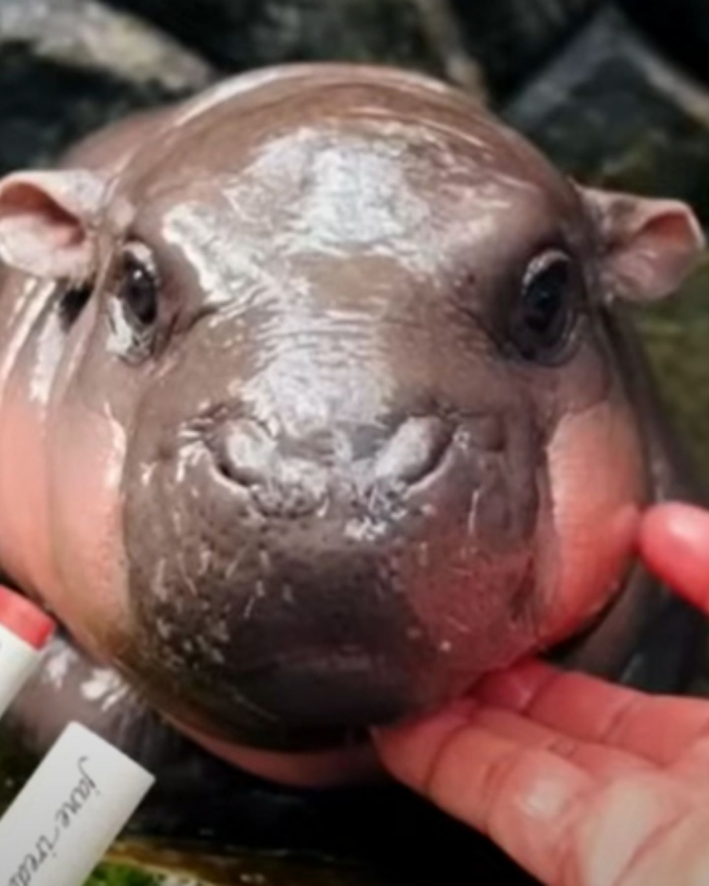 photo of baby hippo