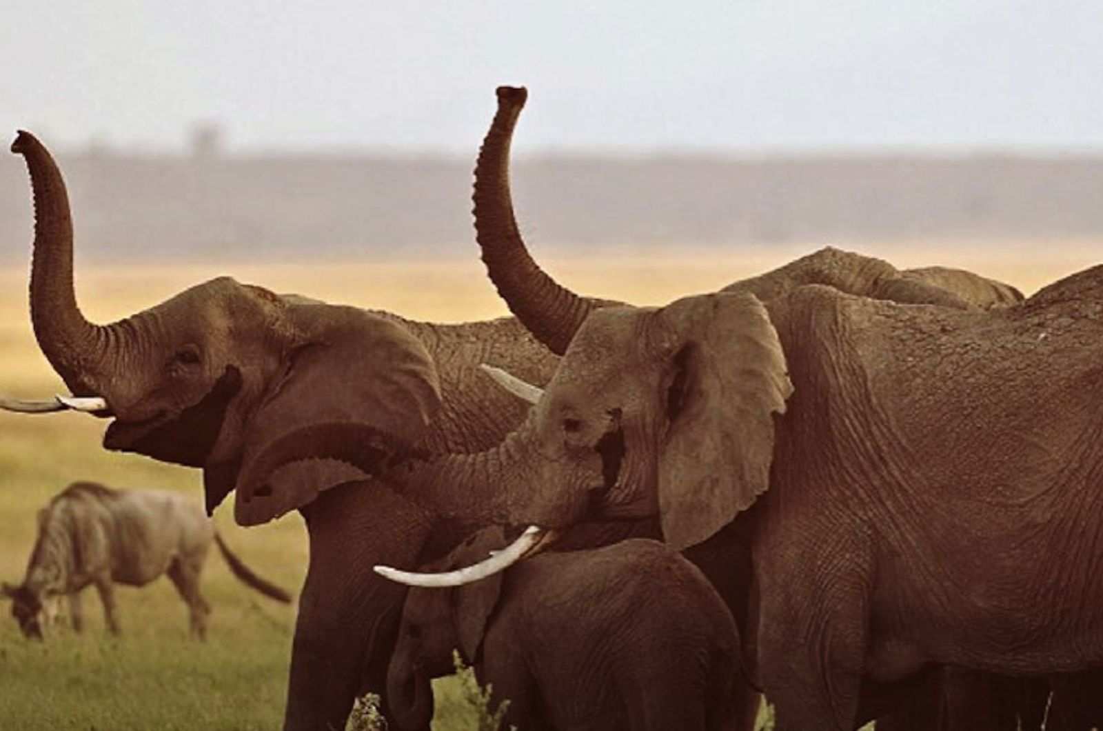 photo of elephants