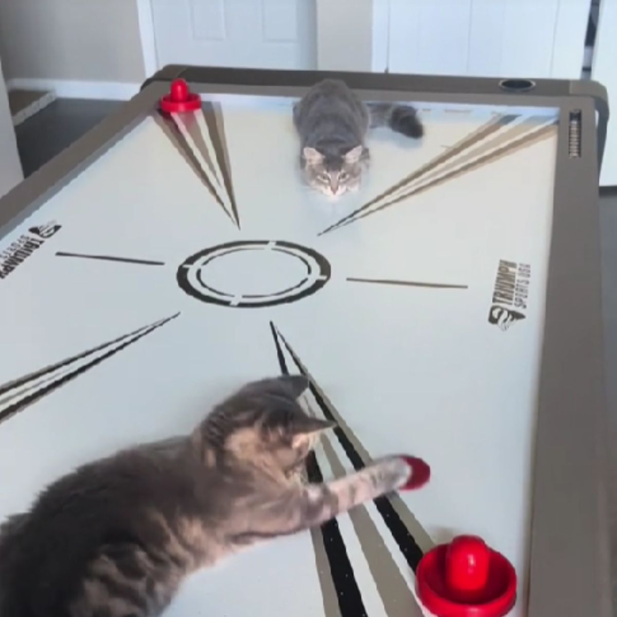 photo of kittens playing air hockey