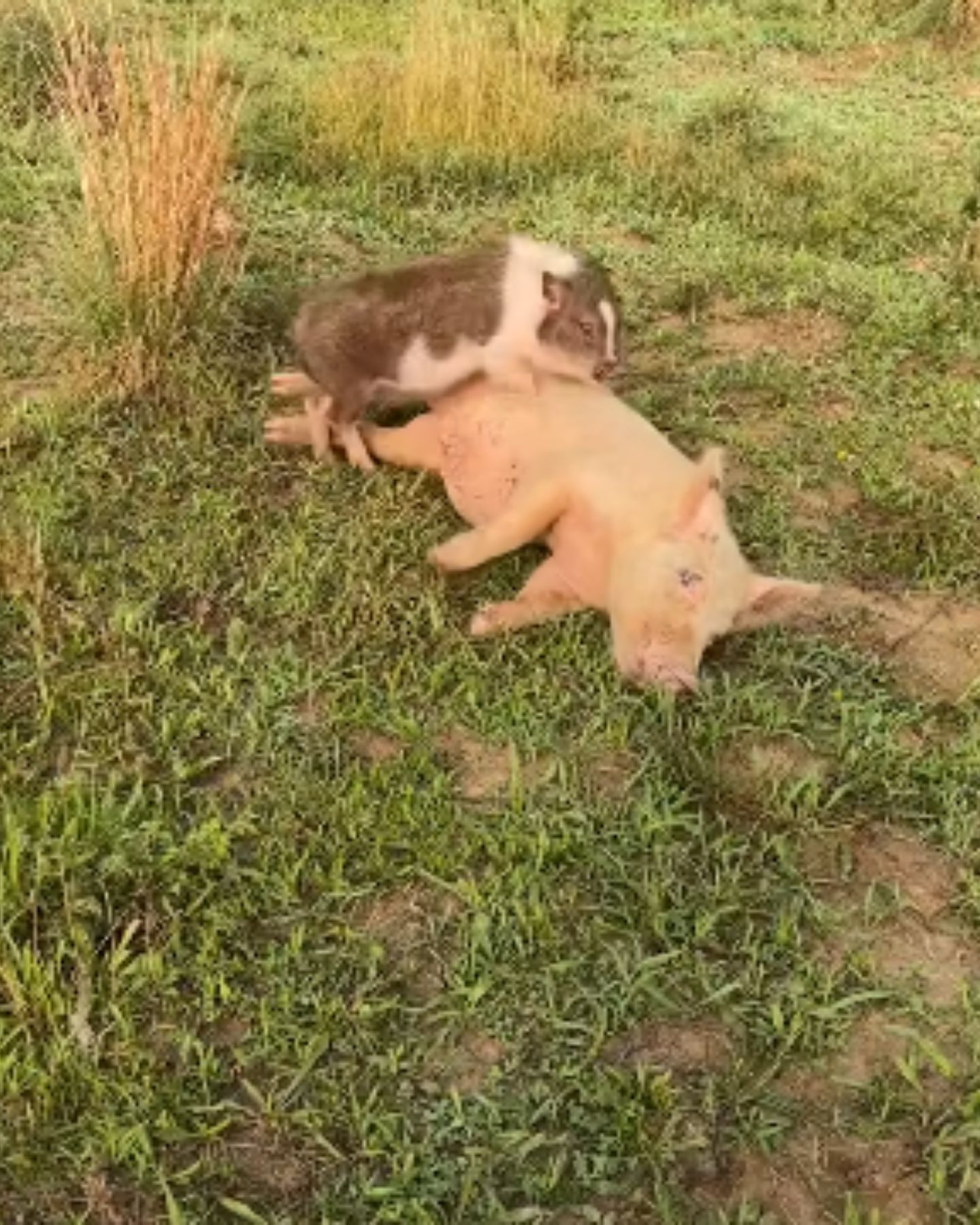 pig and piglet