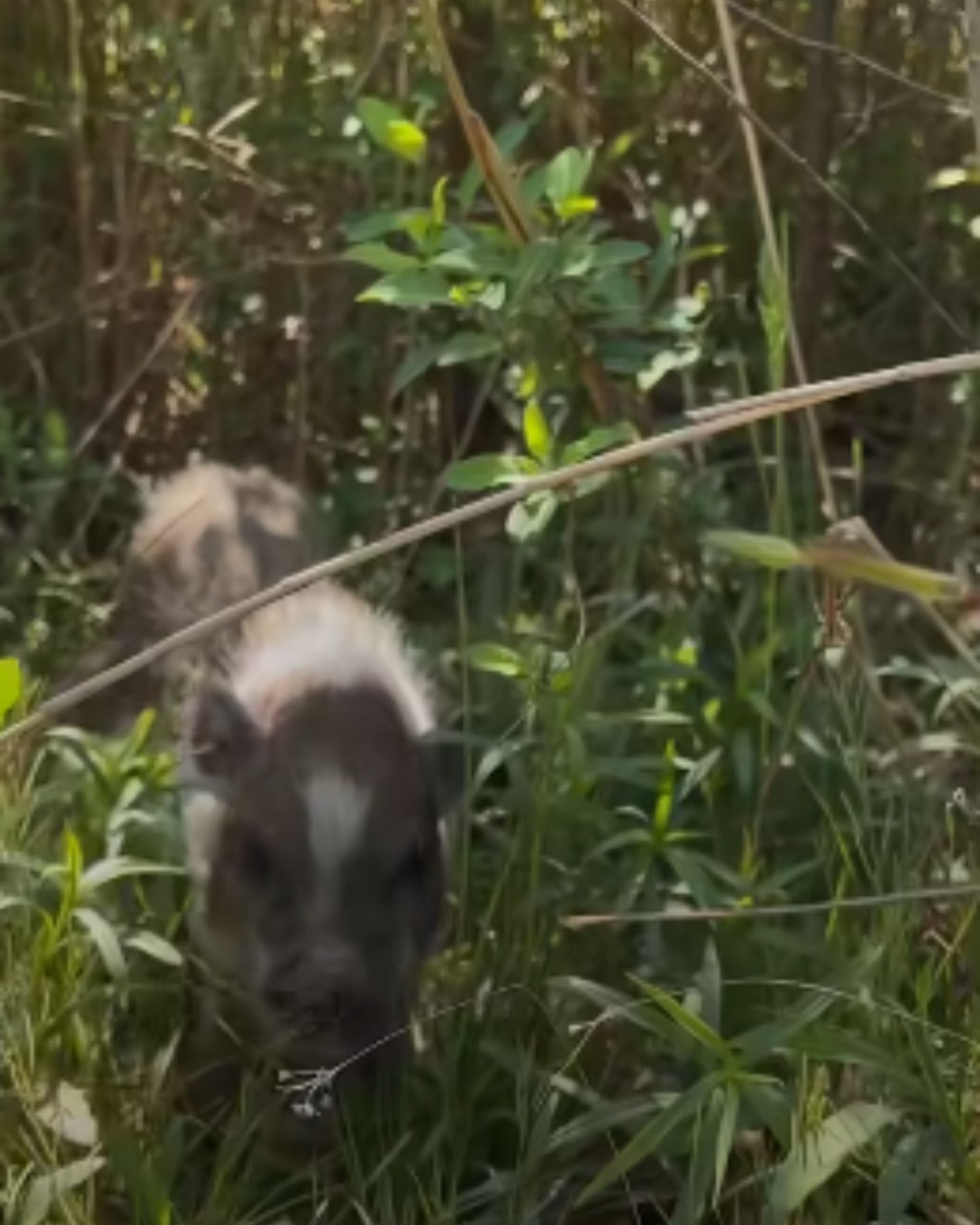 piglet in grass