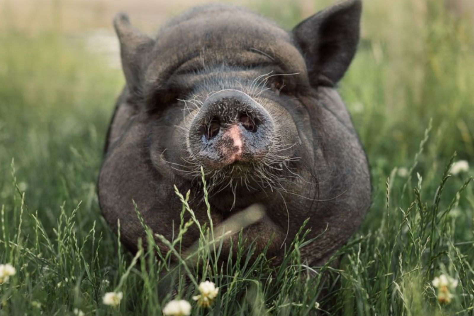 piglet in grass