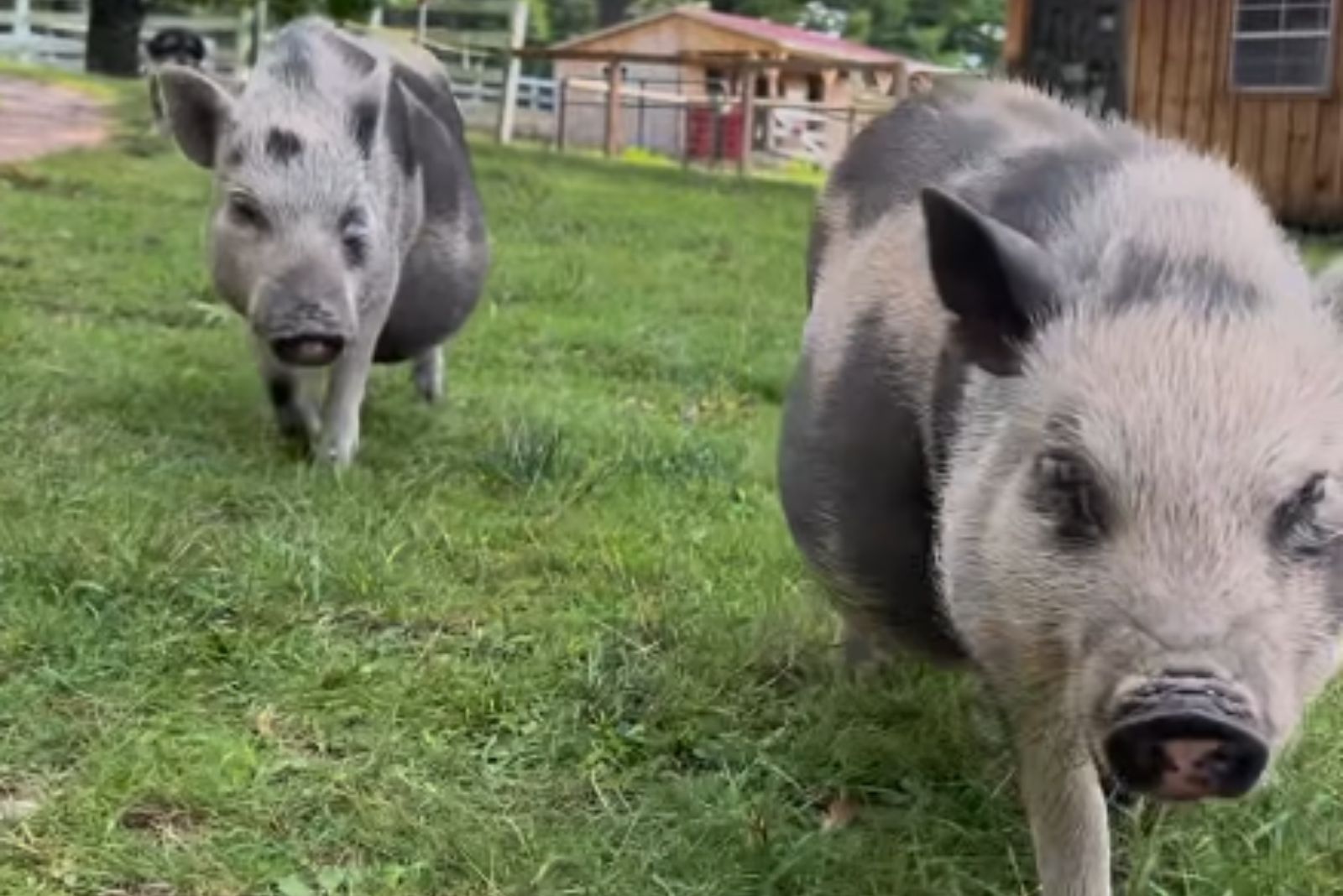 piglets on grass