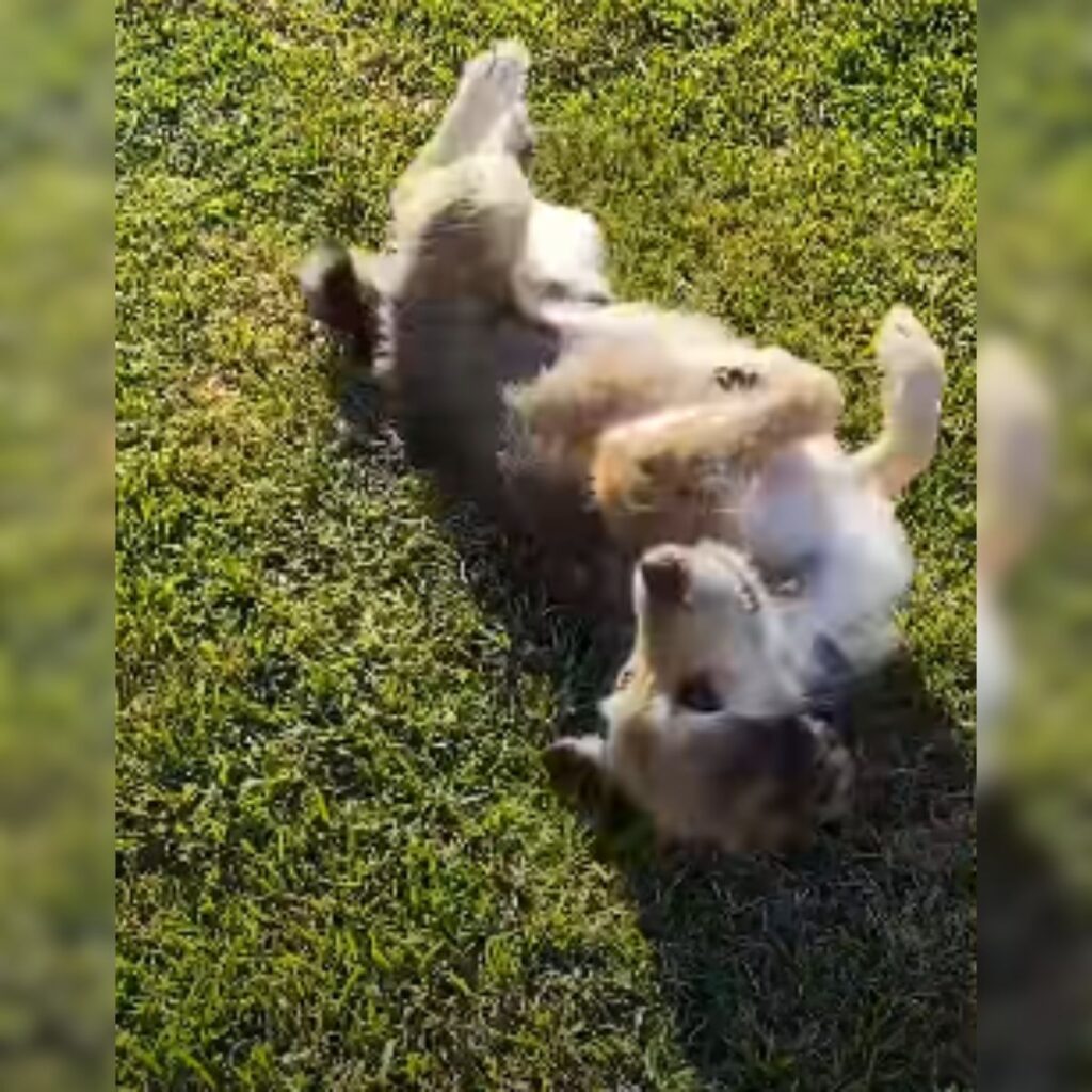 playful dog on green grass