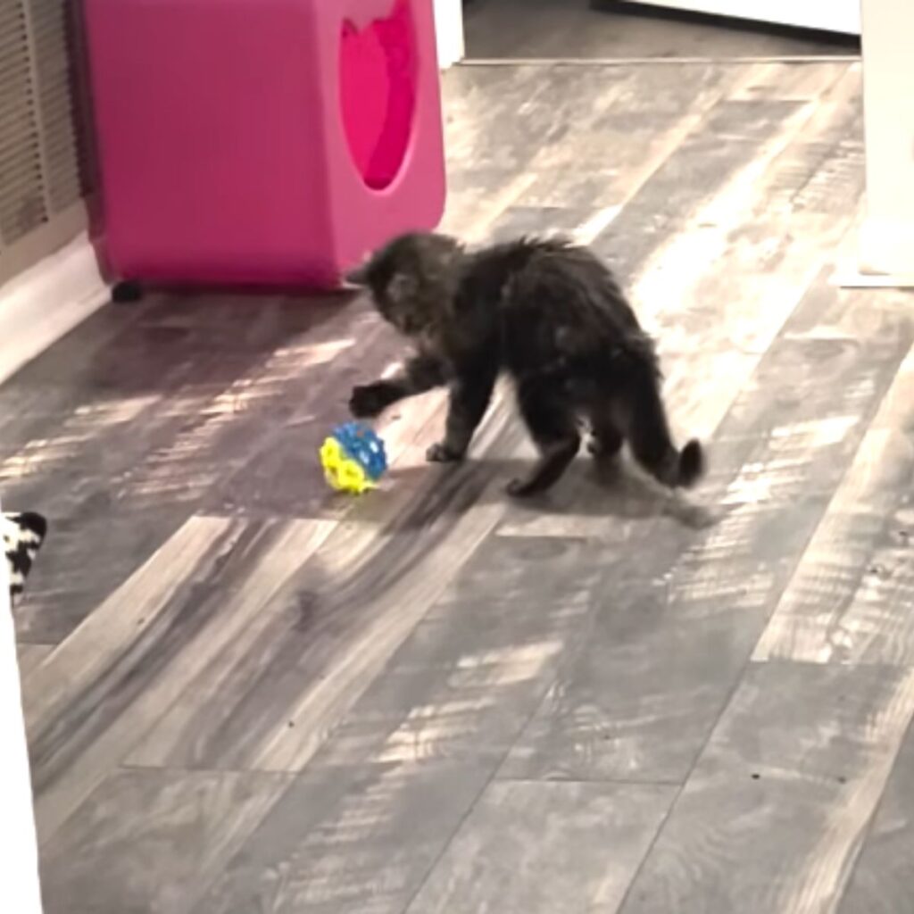 playful kitten with a ball