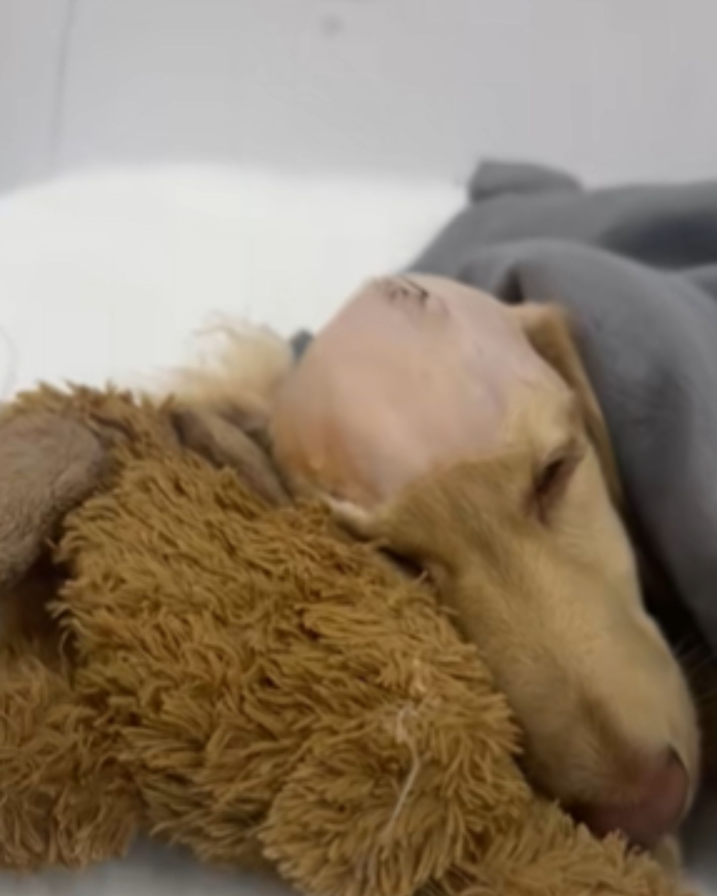 poor sick dog lying on his toy with blanket