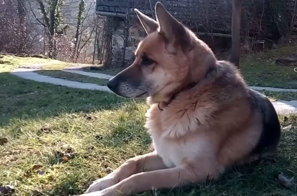 portrait of a German shepherd