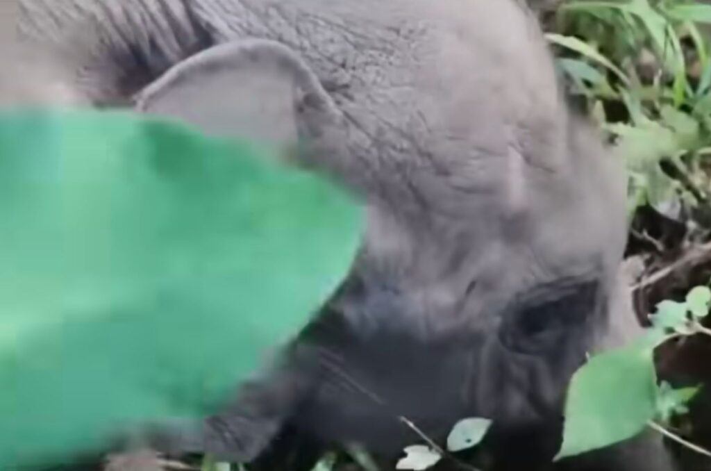 portrait of a baby elephant