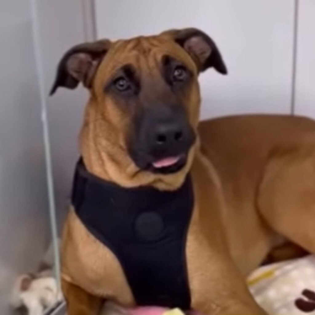 portrait of a beautiful dog sitting and looking at the camera