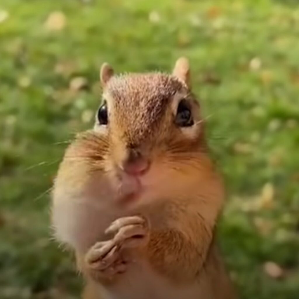 portrait of a beautiful squirrel