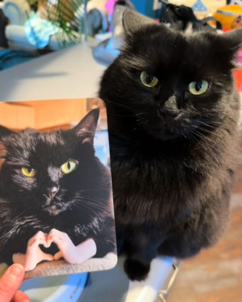 portrait of a black cat sending a message