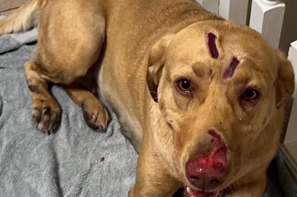 portrait of a labrador with bites