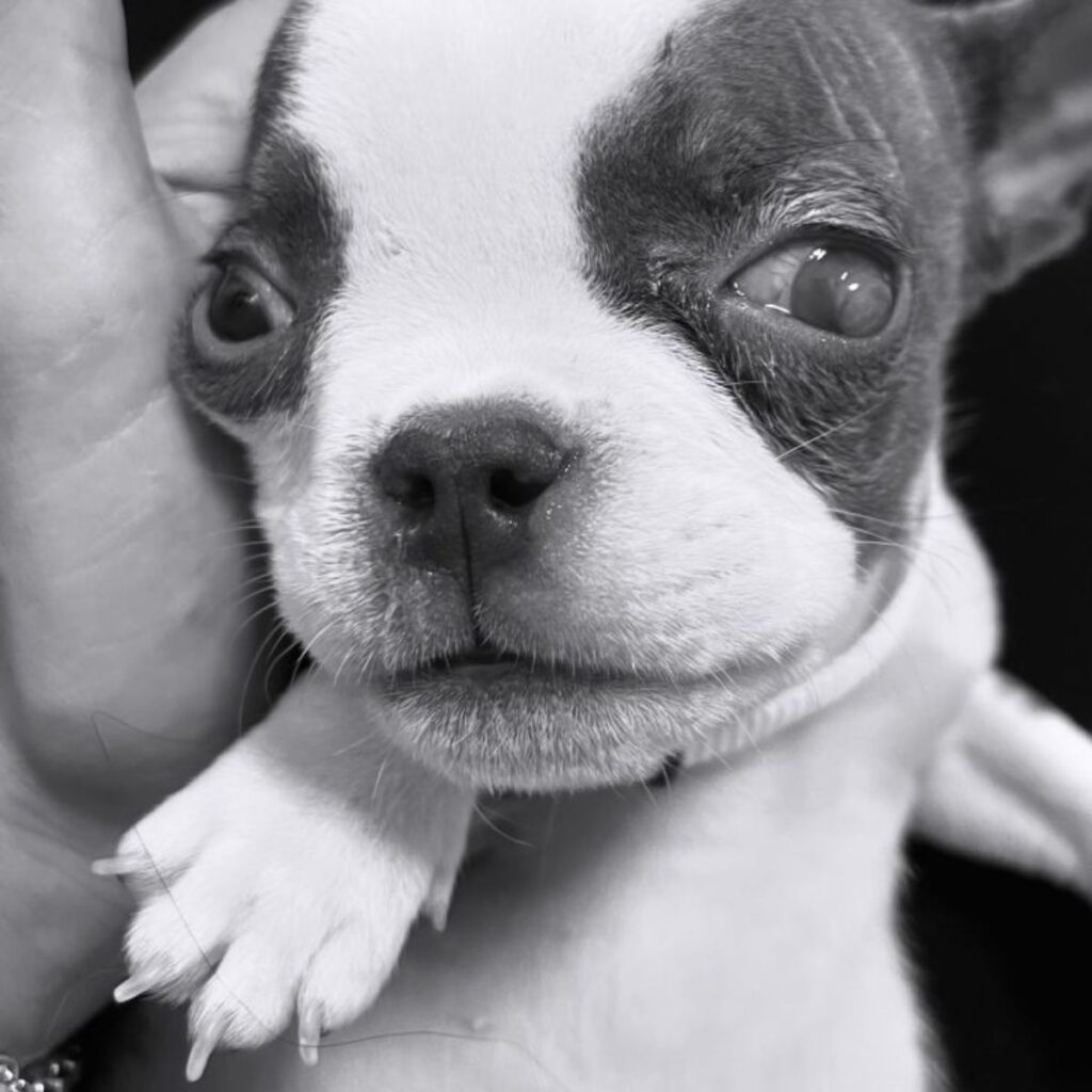 portrait of a puppy in the hands of the owner