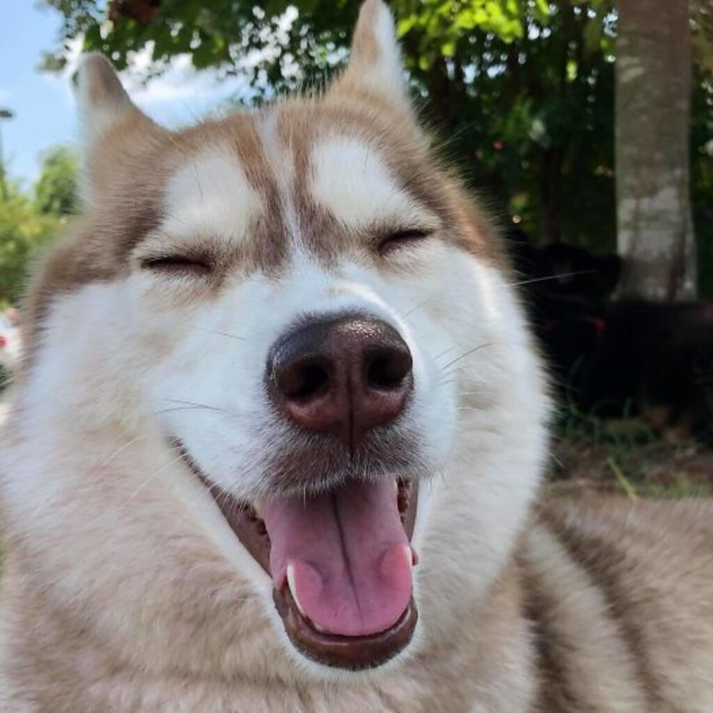 portrait of a smiling husky