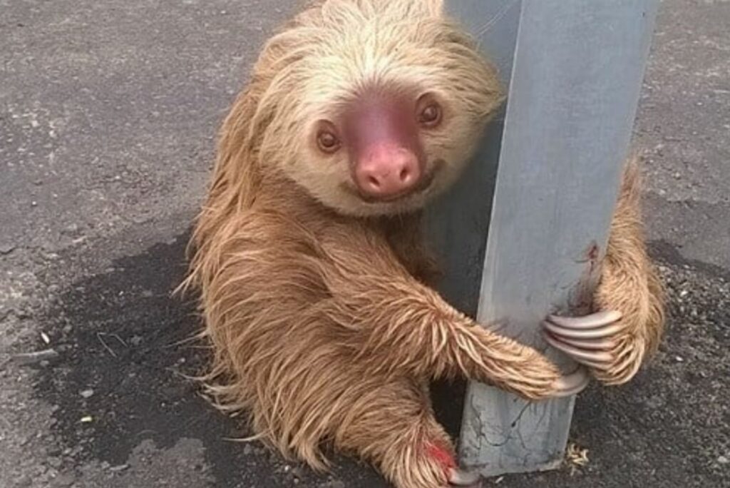 portrait of a stuck up sloth