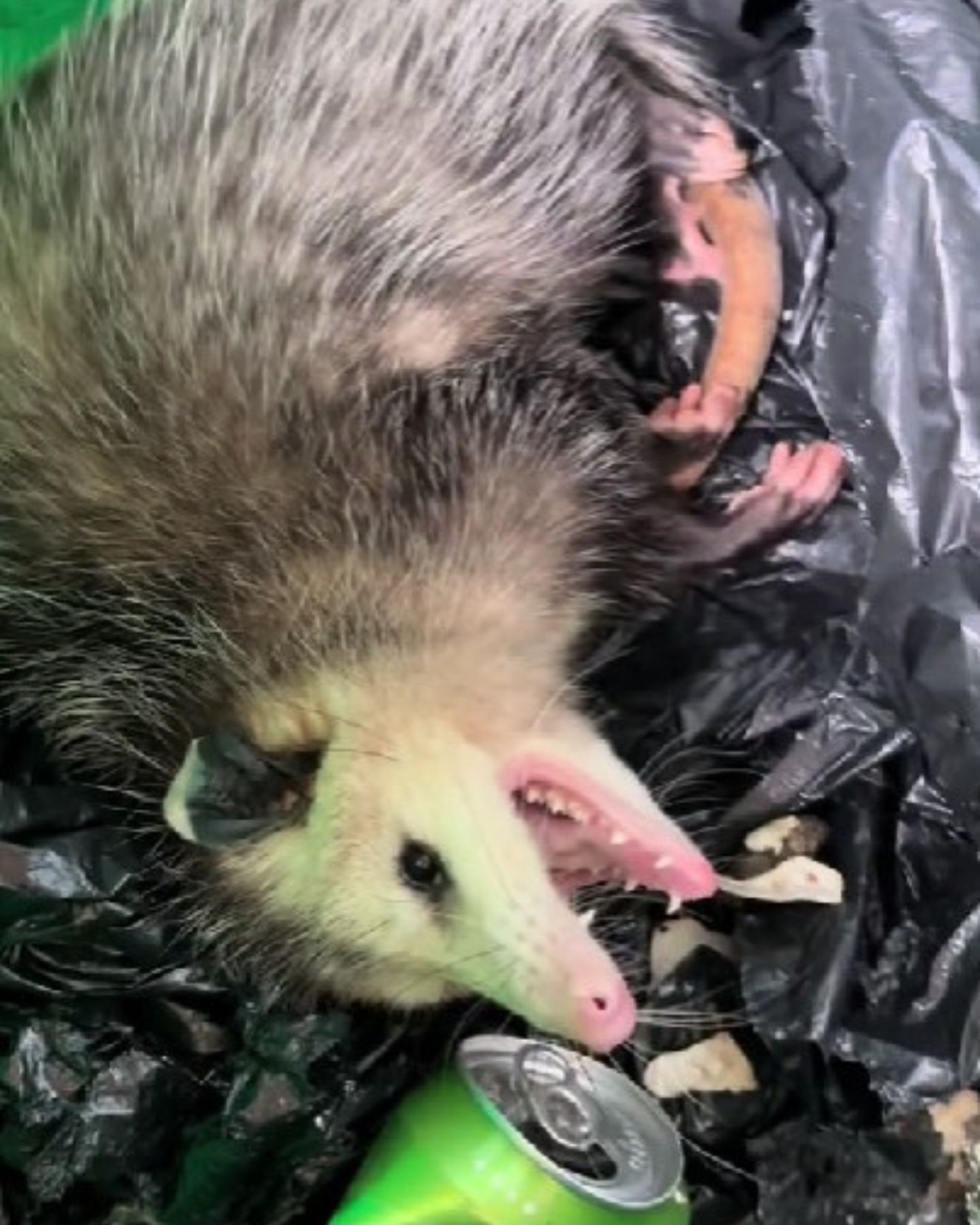 possum in trash bin