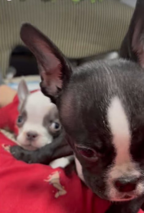 puppies in front of the camera