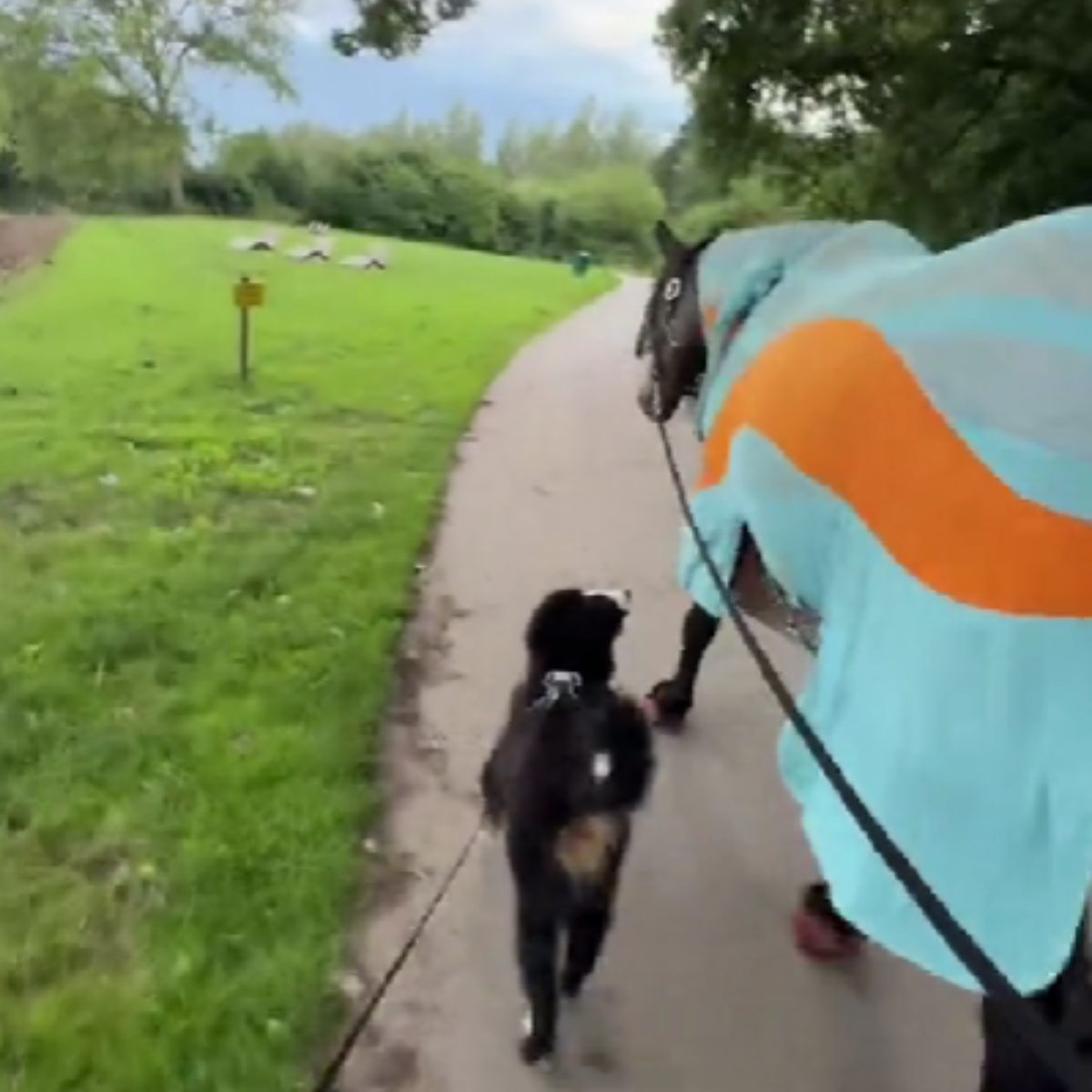 puppy and horse walking