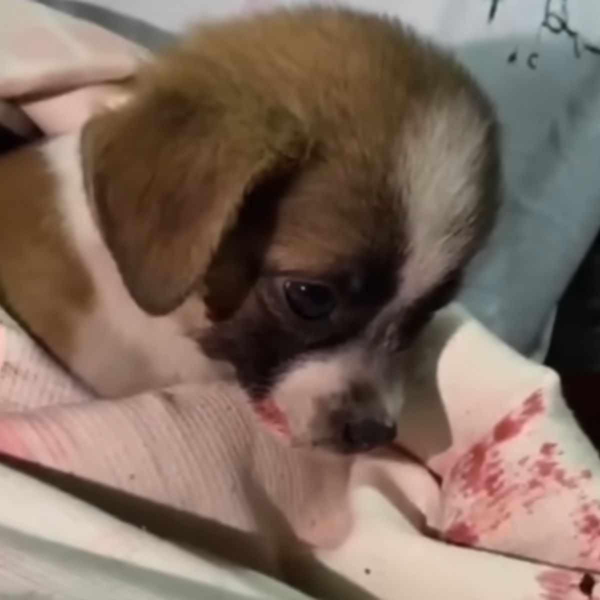 puppy bleeding