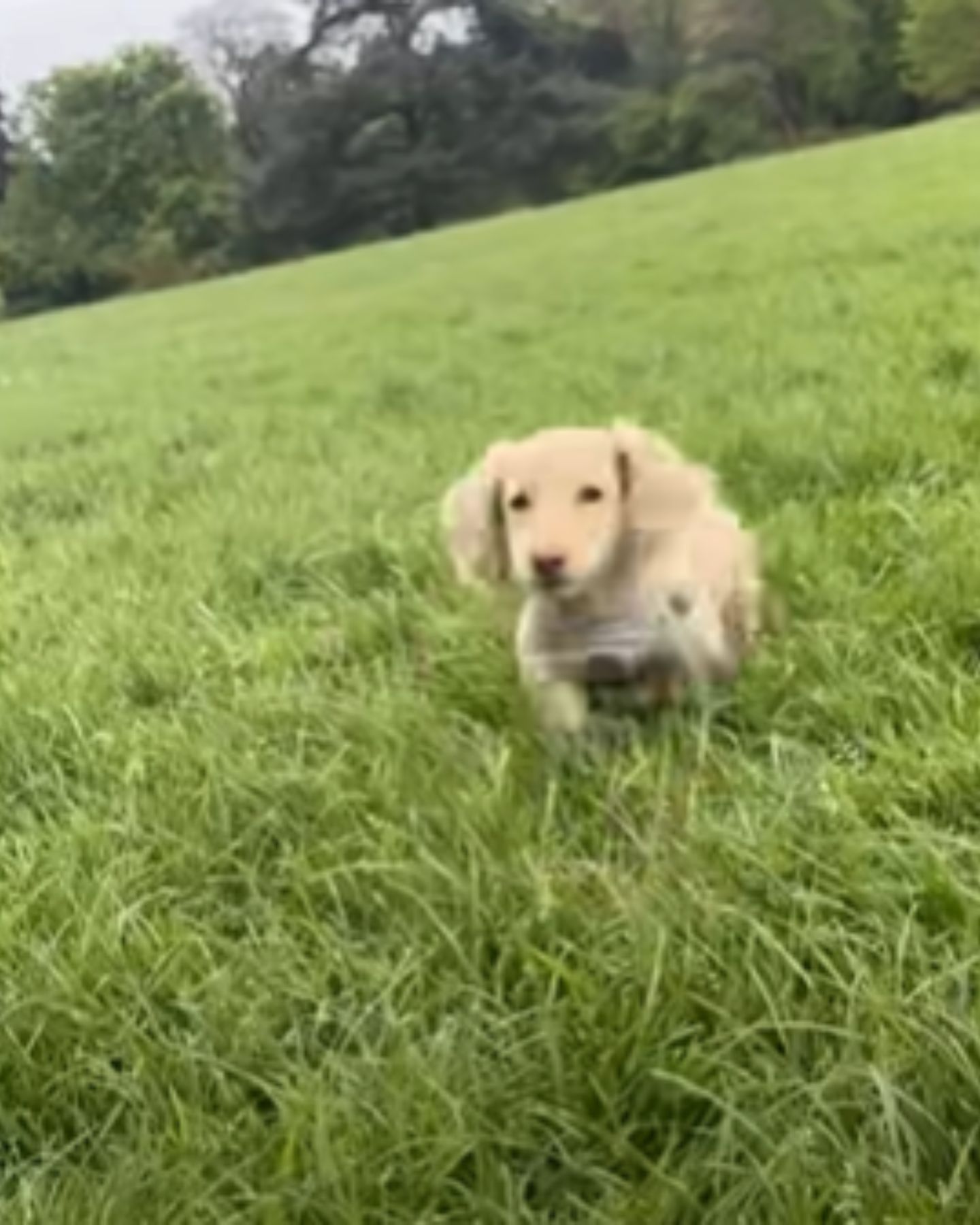 puppy walking on the grass