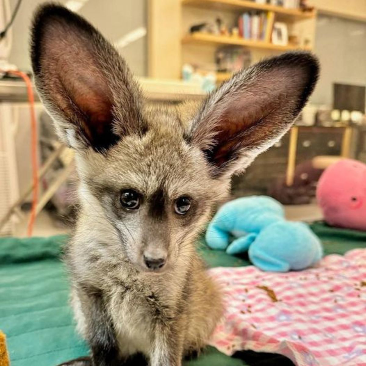 puppy with big ears