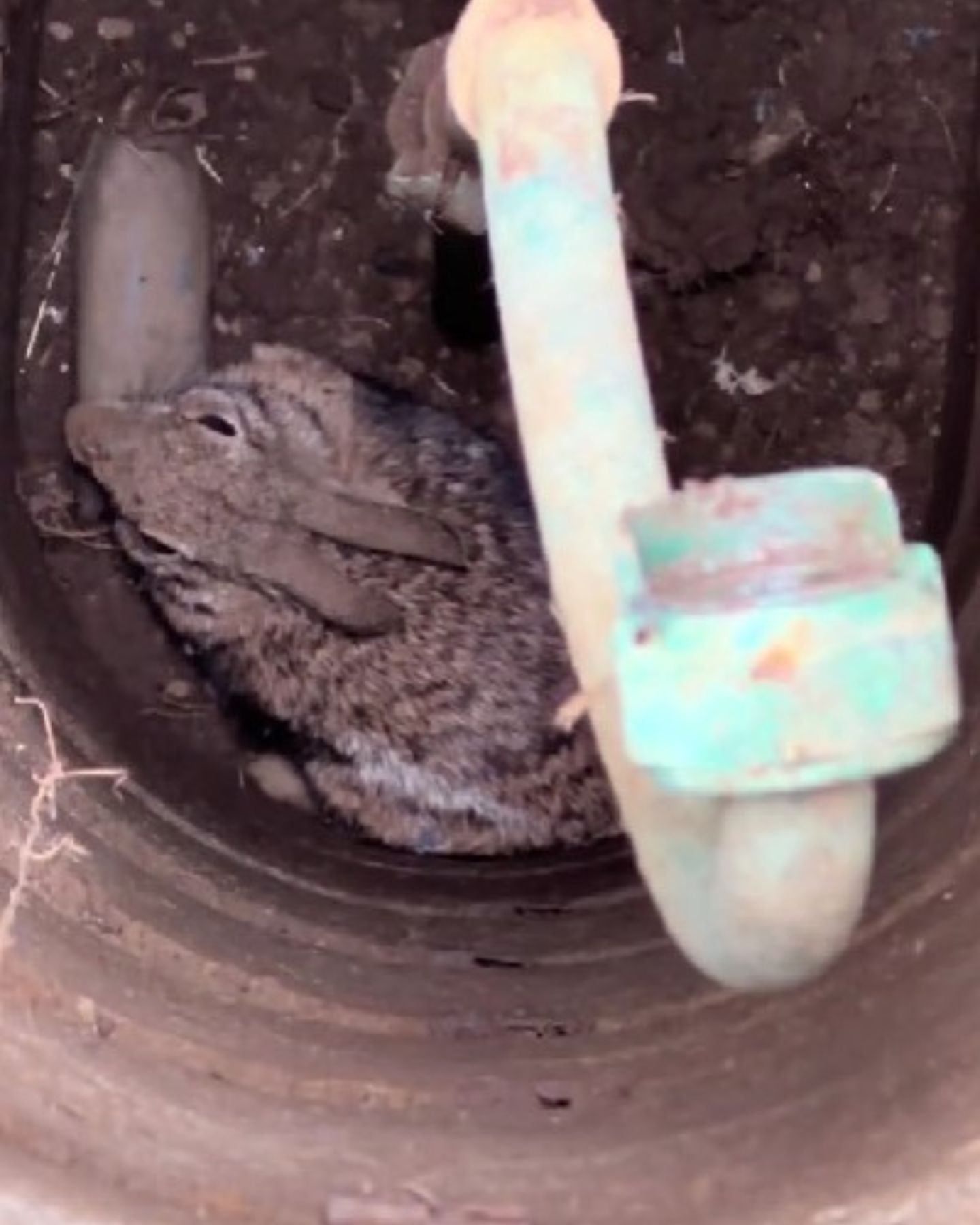 rabbit in a meter well