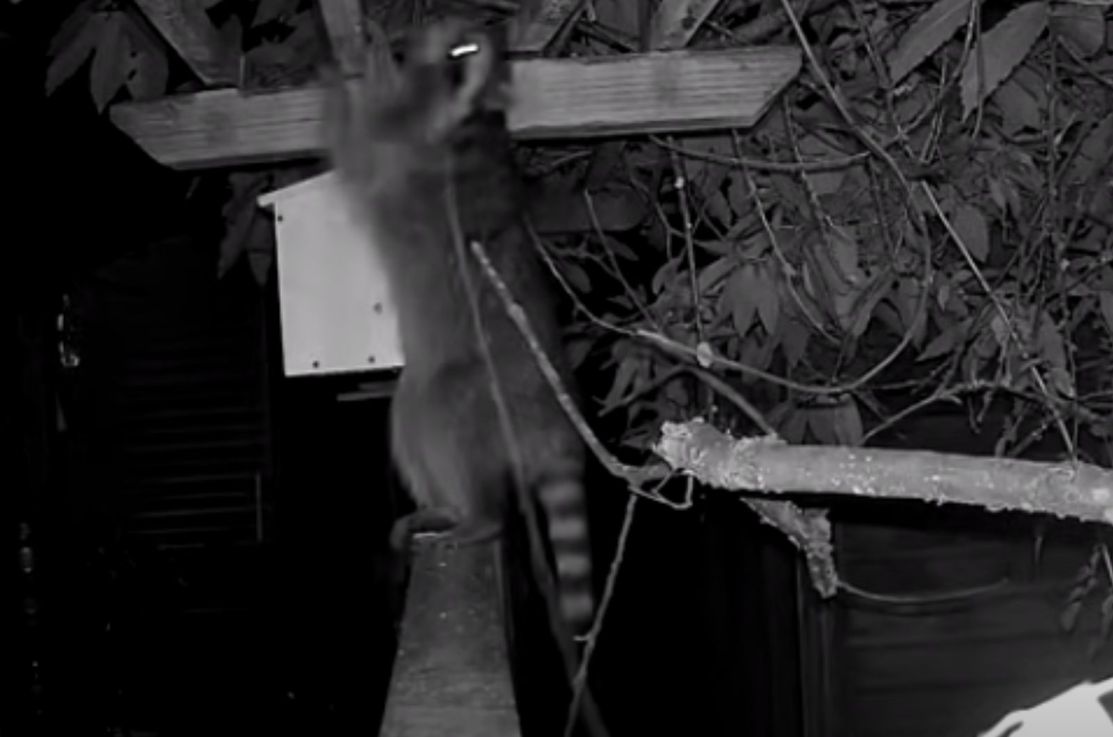 raccoon climbing on a tree