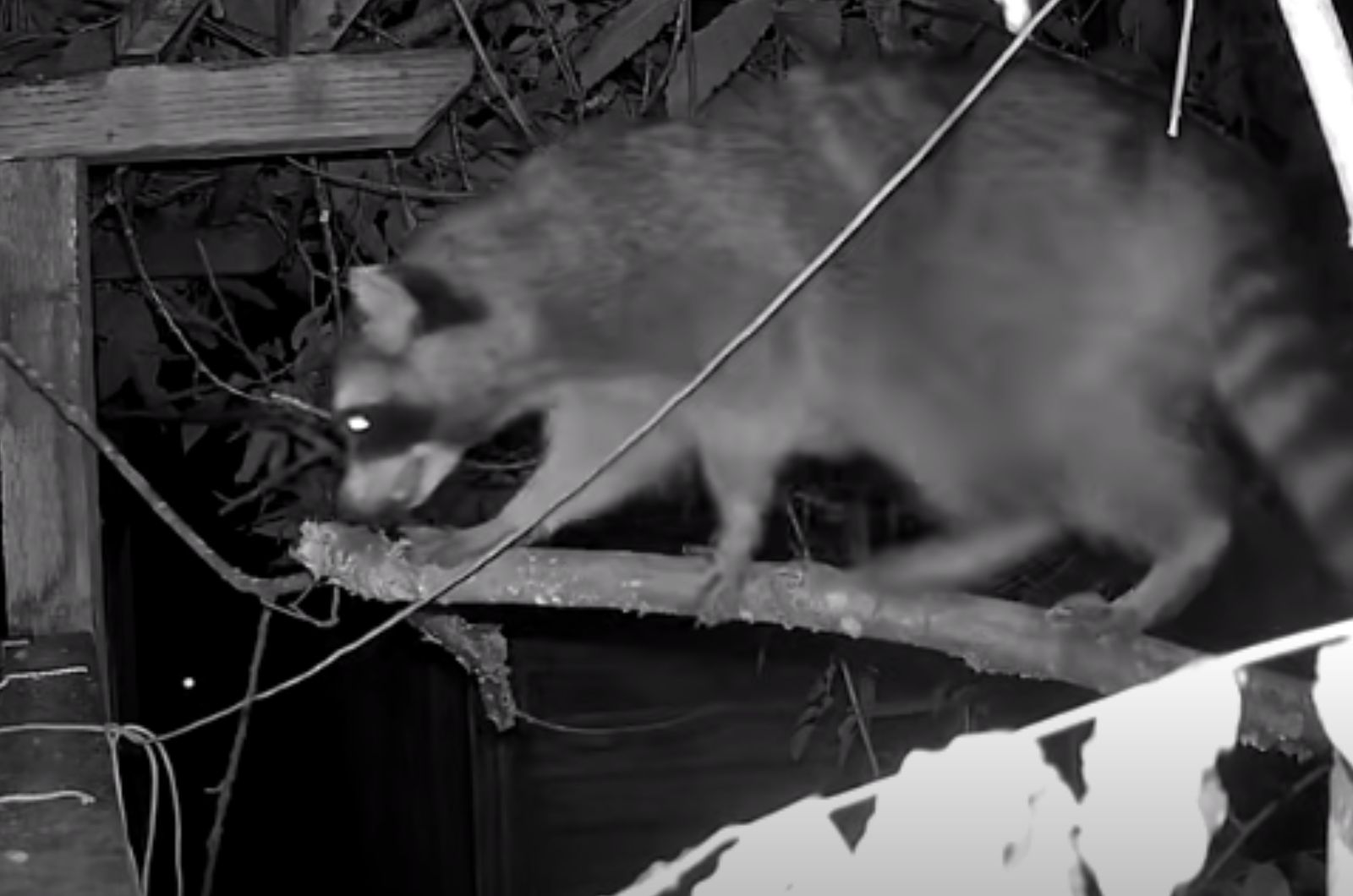 raccoon untying a rope