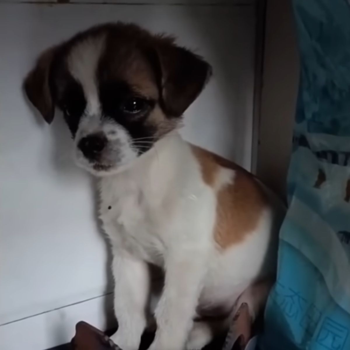 recovered puppy looking at the camera