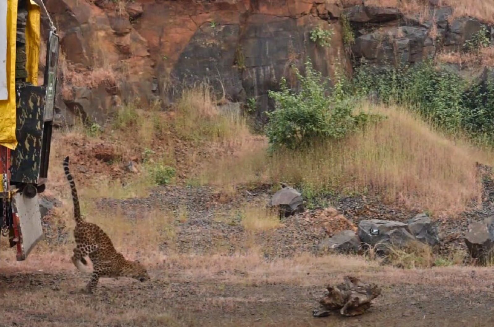 released leopard jumping from the truck