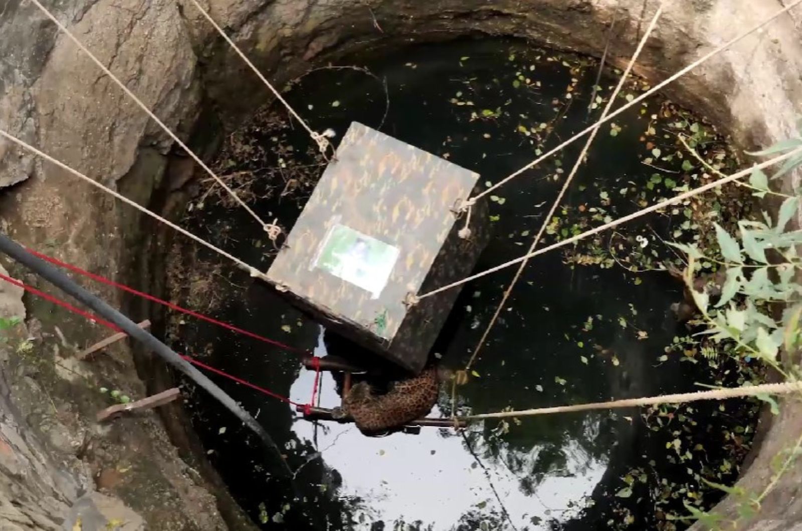 rescuing leopard from the deep well