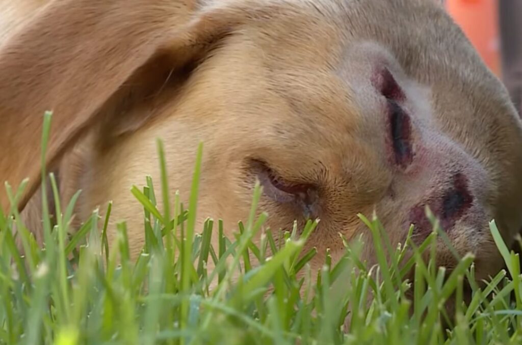 sad dog sleeps on the grass