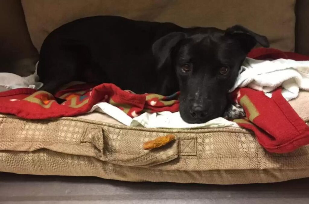 sad labrador lying on a sponge