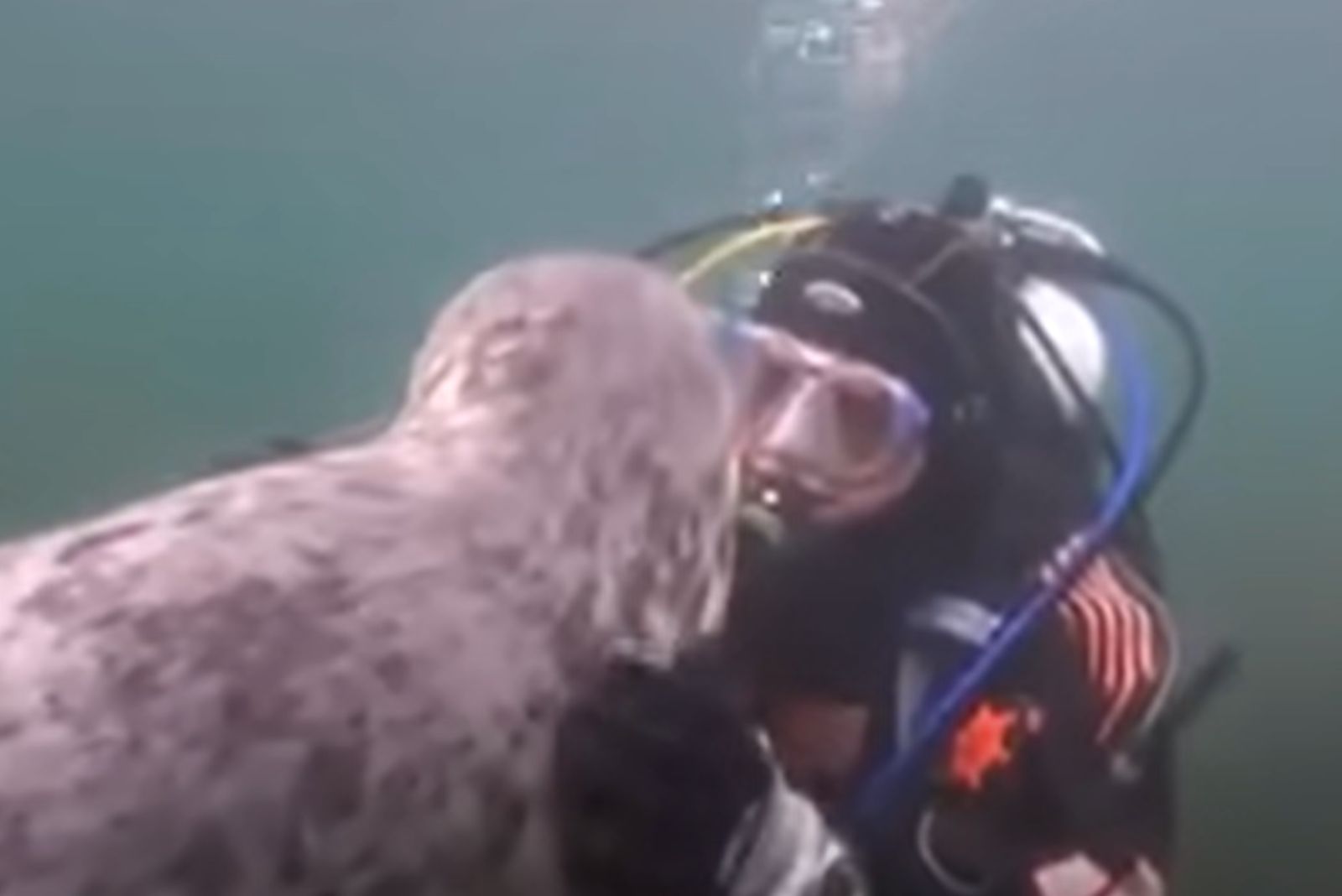 seal and diver looking at eyes